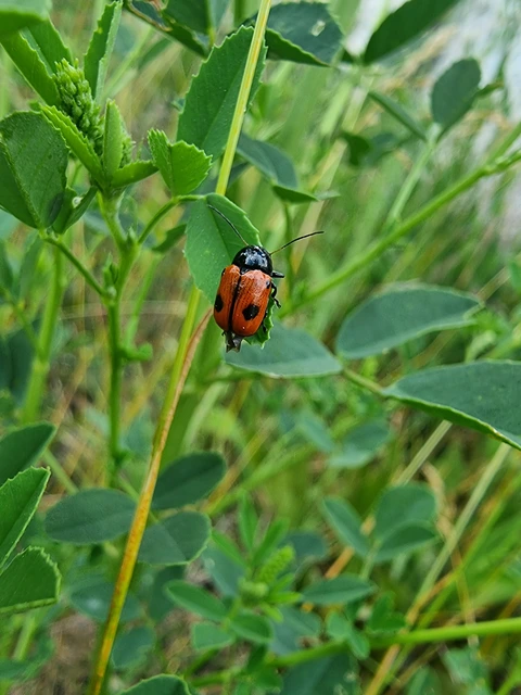 Cryptocephalus bipunctatus - kétpettyes zömökbogár