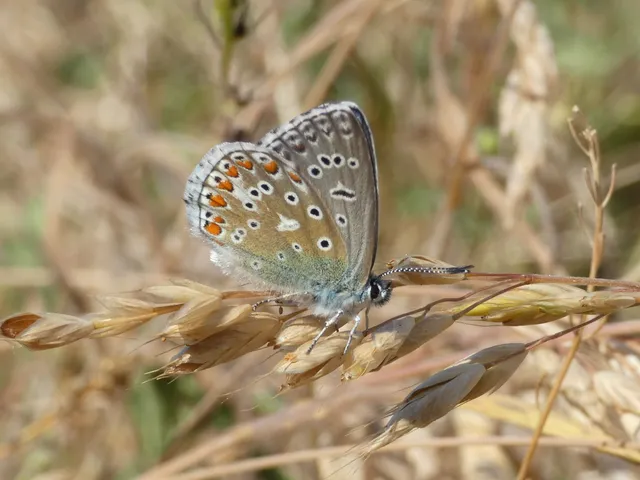 Polyommatus bellargus - égszínű boglárka