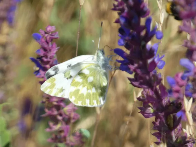 Pontia edusa - rezedalepke