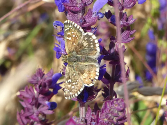 Pyrgus armoricanus - feles busalepke