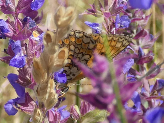 Melitaea phoebe - nagy tarkalepke