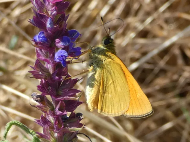 Ochlodes sylvanus - erdei busalepke