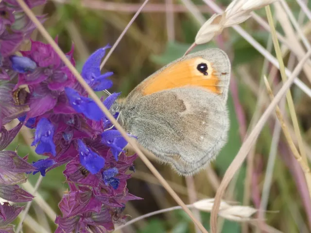 Coenonympha pamphilus - kis szénalepke