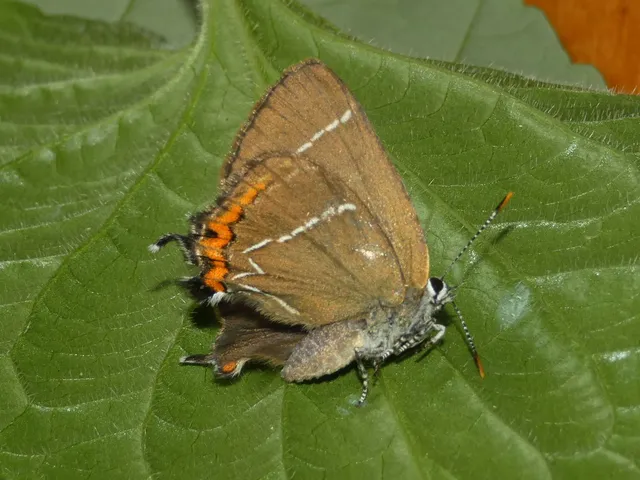 Satyrium w-album - szilfa-csücsköslepke