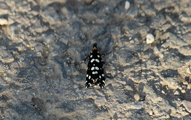 Euplocamus anthracinalis - fésűscsápú korhadékmoly