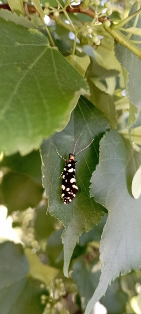 Euplocamus anthracinalis - fésűscsápú korhadékmoly