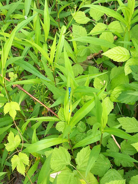 Coenagrion pulchellum - karcsú légivadász