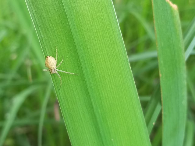 Philodromus