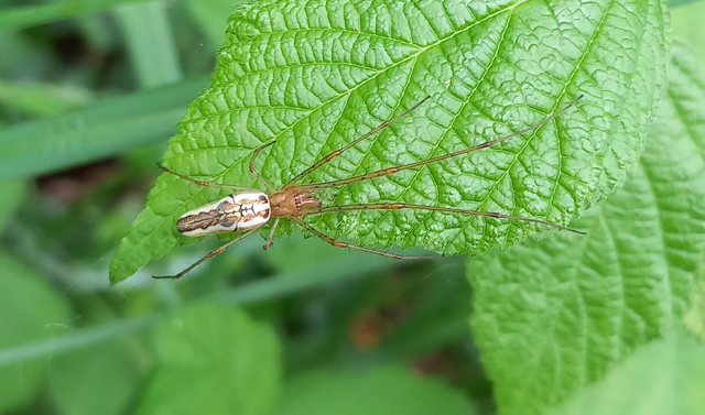 Tetragnatha