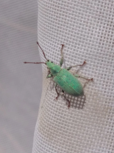 Phyllobius virideaeris - halványzöld levélormányos