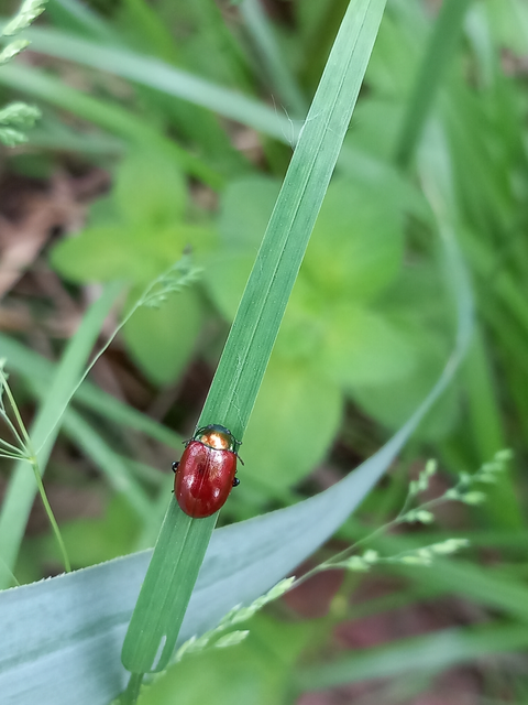 Chrysolina polita - réti mentalevelész