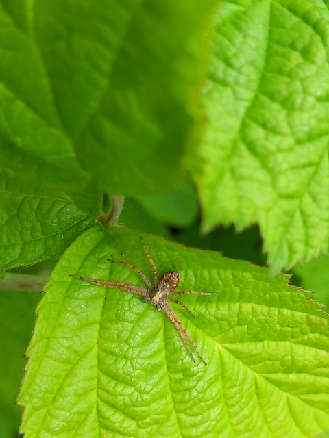 Philodromus