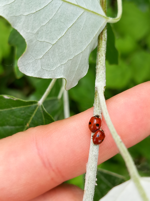 Adalia bipunctata - kétpettyes katica