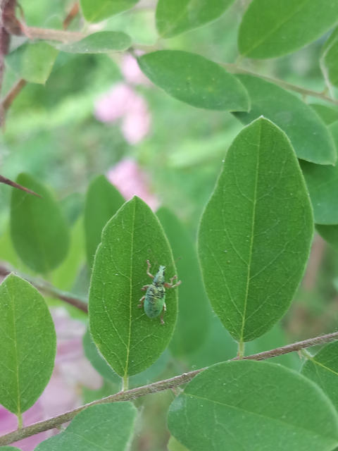 Polydrusus formosus - selymes lombormányos
