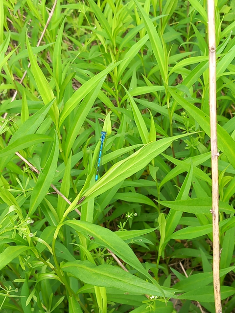 Coenagrion puella - azúrkék légivadász