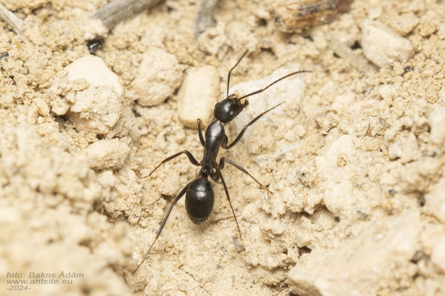 Camponotus aethiops - szőrös lóhangya