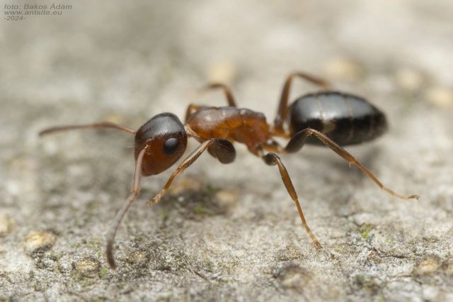 Colobopsis truncata - kapushangya