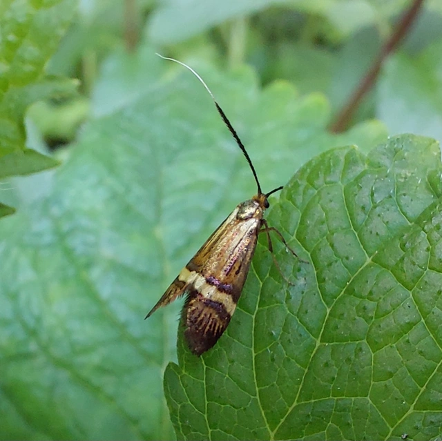 Nemophora degeerella - pompás tőrösmoly