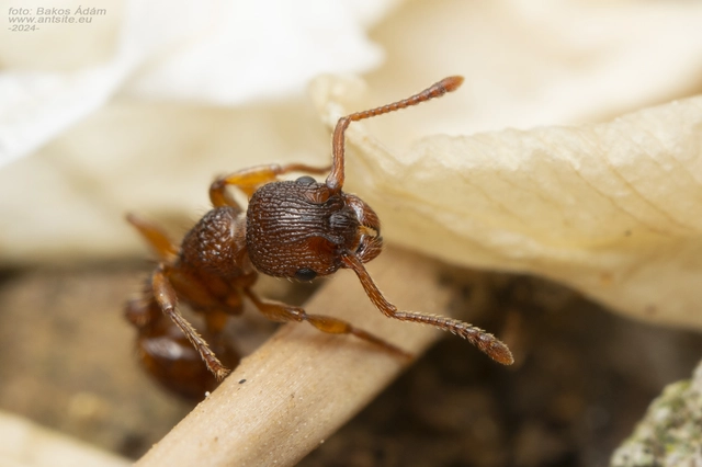 Myrmica sabuleti - gyakori bütyköshangya