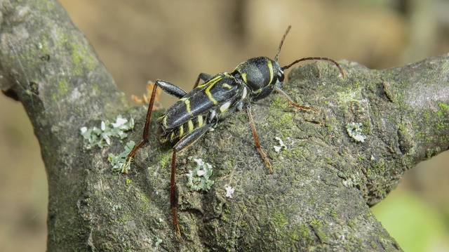 Xylotrechus antilope - fürge darázscincér