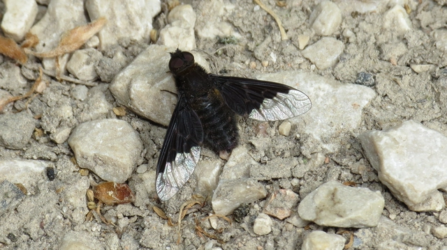 Hemipenthes morio - közönséges gyászlégy