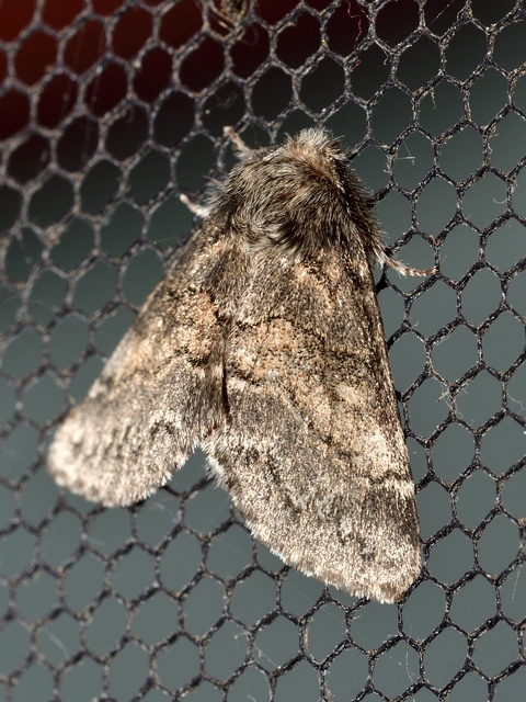 Gluphisia crenata - kormos púposszövő
