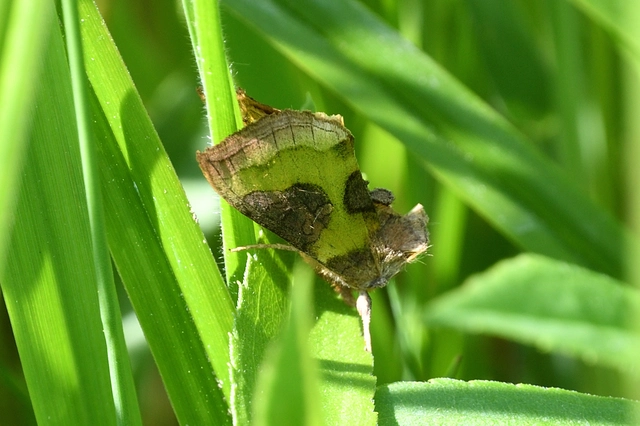 Diachrysia stenochrysis - rejtőző aranybagoly