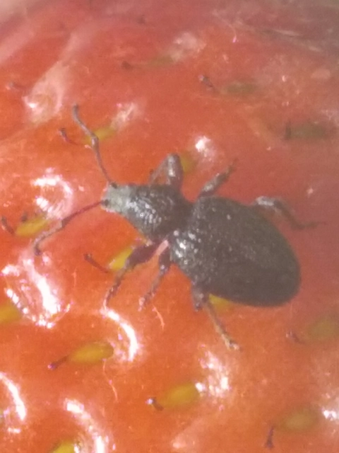 Otiorhynchus ovatus - apró gyalogormányos