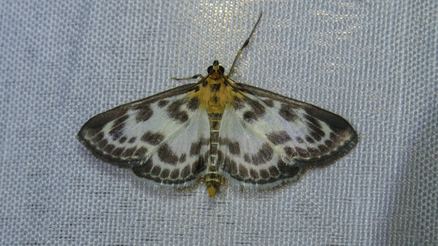 Anania hortulata - tarka csalánmoly