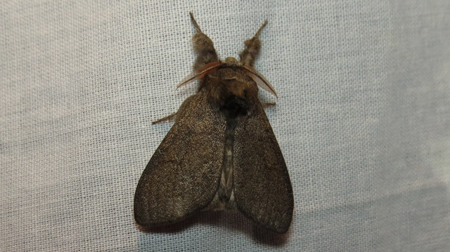Calliteara pudibunda - hamvasszövő
