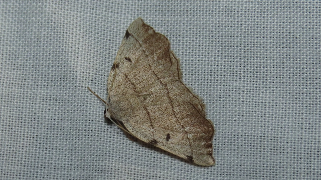 Eilicrinia trinotata - háromjegyű araszoló