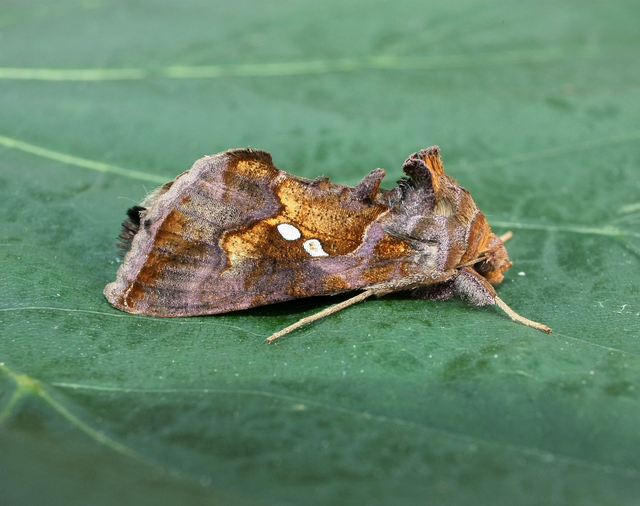 Chrysodeixis chalcites - déli aranybagoly