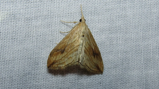 Evergestis forficalis - veteménymoly