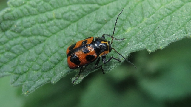 Cryptocephalus sexpunctatus - hatfoltos zömökbogár Cryptocephalus sexpunctatus - hatfoltos zömökbogár
