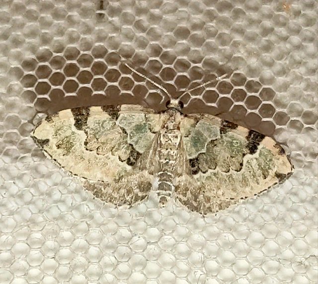Colostygia pectinataria - zöld levélaraszoló