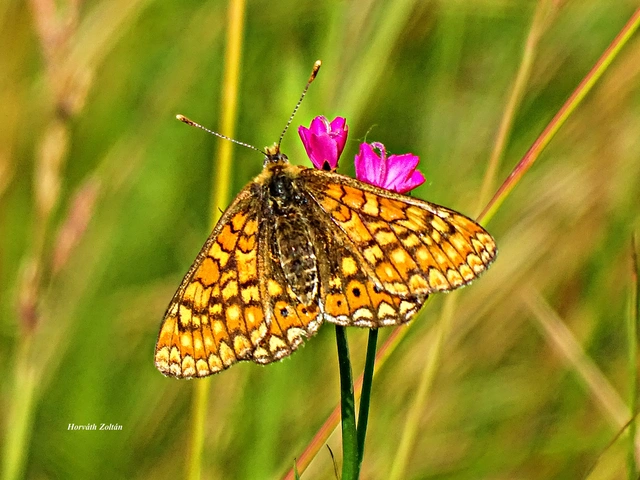 Euphydryas aurinia - lápi tarkalepke