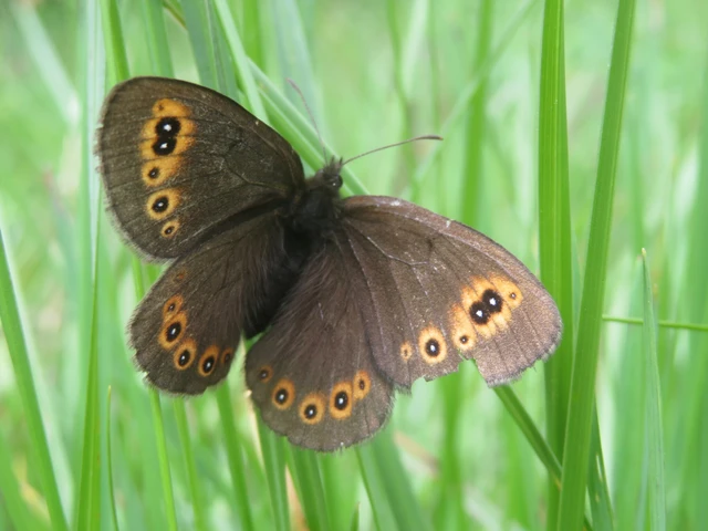 Erebia medusa - tavaszi szerecsenlepke