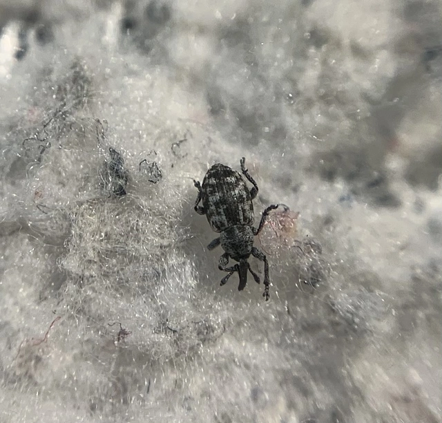 Smicronyx smreczynskii - széles arankaormányos