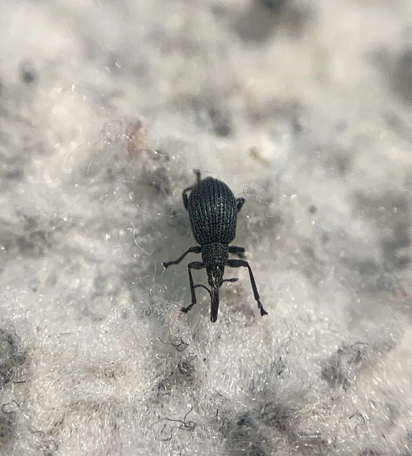 Ischnopterapion loti - szarvaskerep-cickányormányos