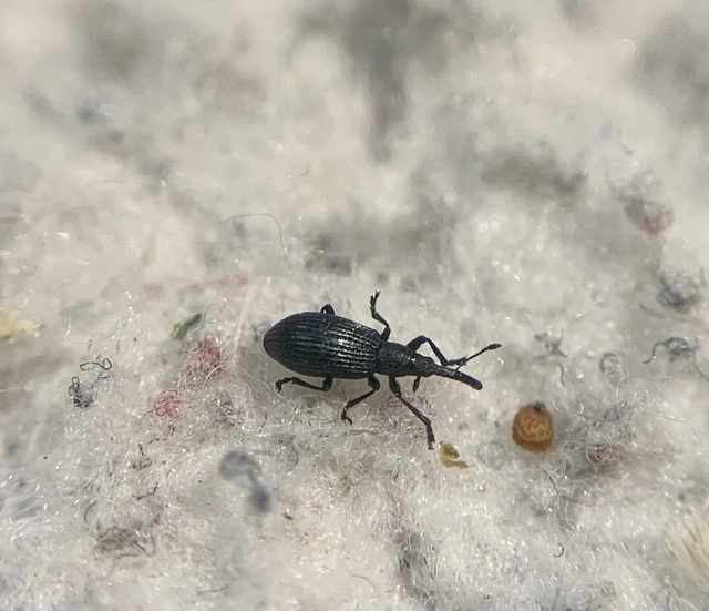 Ischnopterapion loti - szarvaskerep-cickányormányos