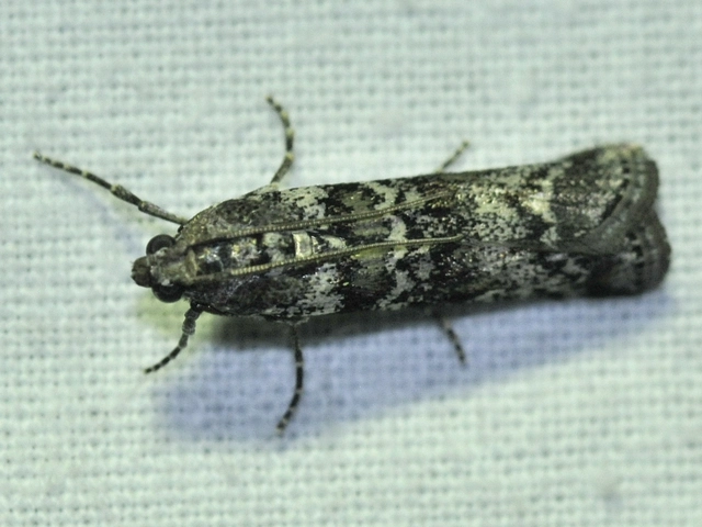 Dioryctria