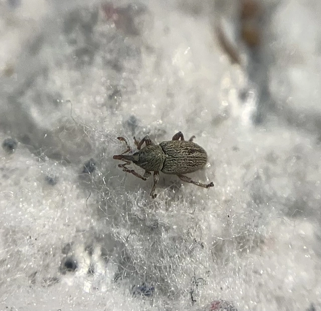 Tychius stephensi - rétihere-tímárormányos