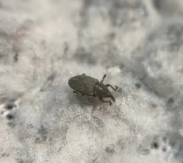 Tychius stephensi - rétihere-tímárormányos
