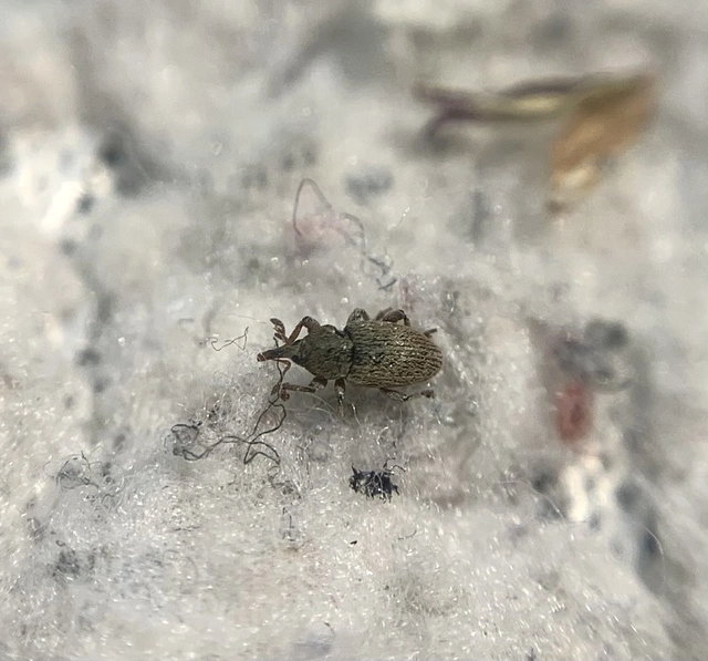 Tychius stephensi - rétihere-tímárormányos