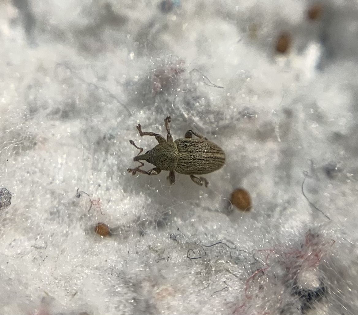 Tychius stephensi - rétihere-tímárormányos