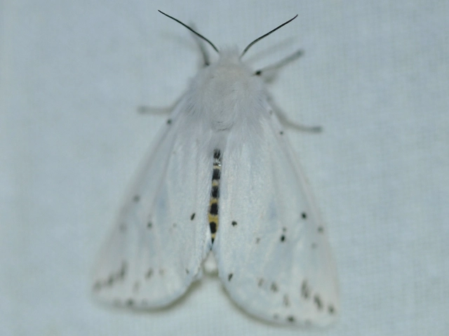 Spilosoma lubricipedum/urticae