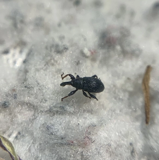 Anthonomus rubripes - pimpó-bimbólikasztó Anthonomus rubripes - pimpó-bimbólikasztó