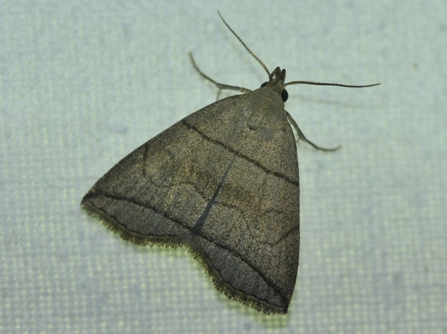 Herminia grisealis - ligeti karcsúbagoly