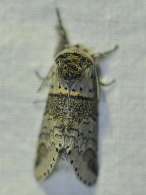 Furcula furcula - szürke púposszövő