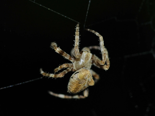 Araneus circe/angulatus